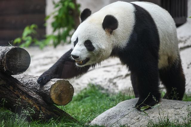 6月15日在莫斯科动物园拍摄的大熊猫“如意”。叶甫盖尼·西尼岑摄