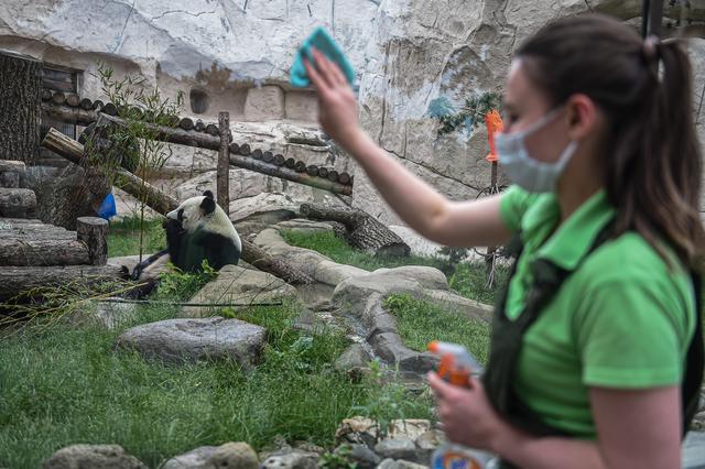 6月15日在莫斯科动物园拍摄的大熊猫“丁丁”和工作人员。叶甫盖尼·西尼岑摄