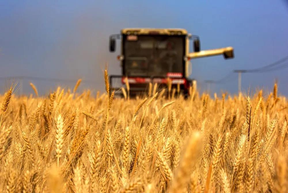2020年6月10日，在河北省武安市大同镇马会村，农机手操作机械设备收割小麦。新华社记者　王晓　摄
