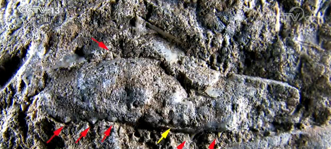 巴西考古学家发现新型南极淡水小龙虾化石