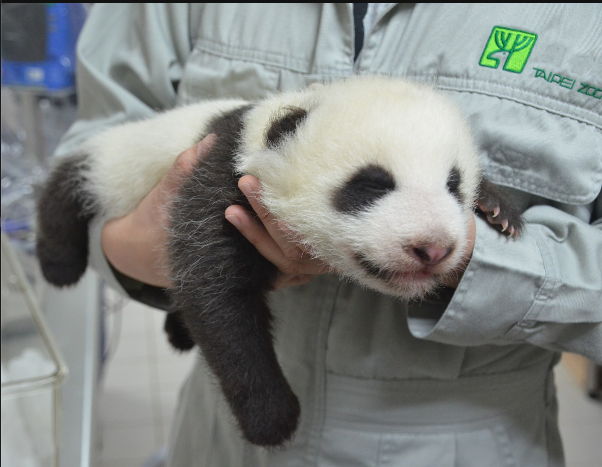 台北动物园为赠台大熊猫幼崽征名 这几个爆了