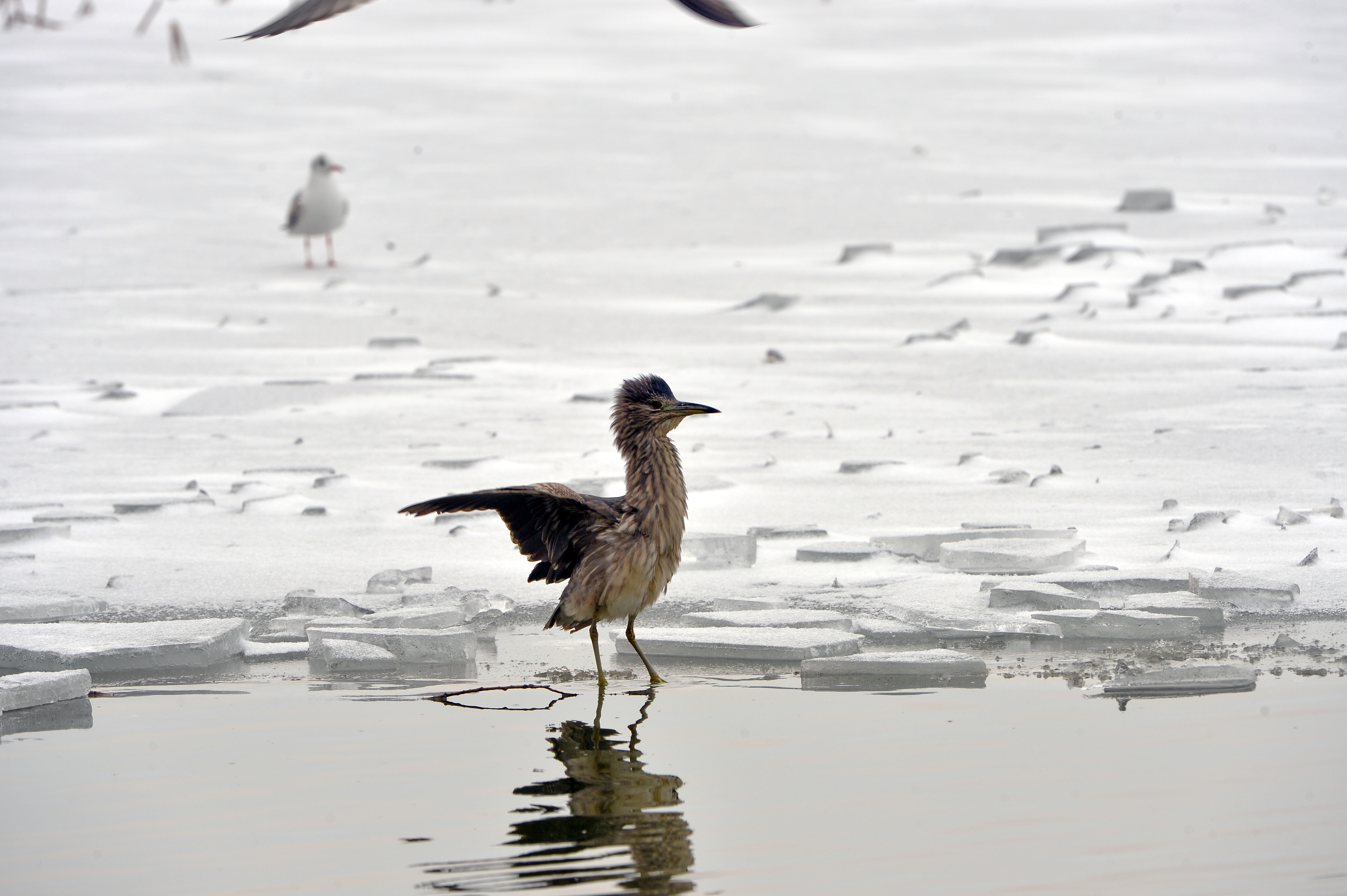 衡水湖世界生物圈保护区精美图集