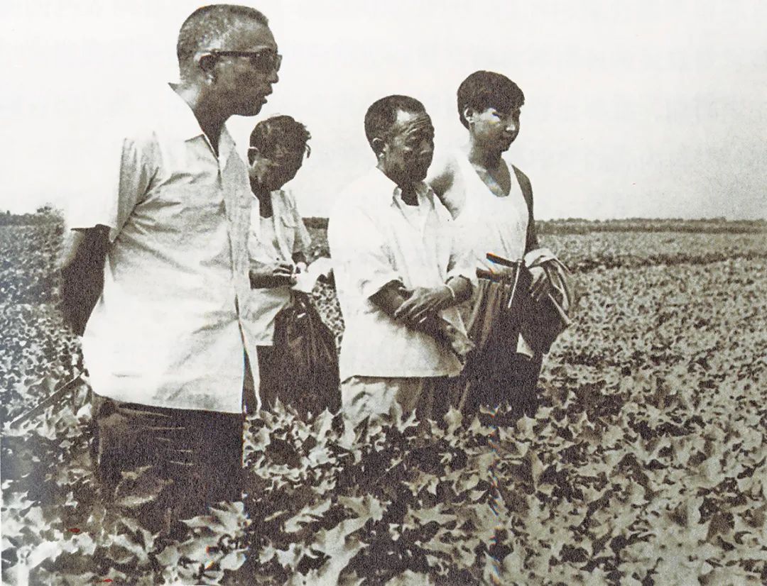 1983年8月，习近平（右一）到田间考察棉花生产。