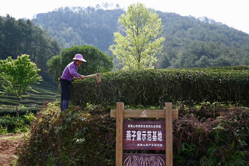 2021年3月23日，茶农在武夷山星村镇燕子窠生态茶园除草。新华社记者姜克红摄
