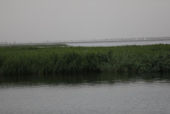 如今的乌梁素海,水质已持续好转。