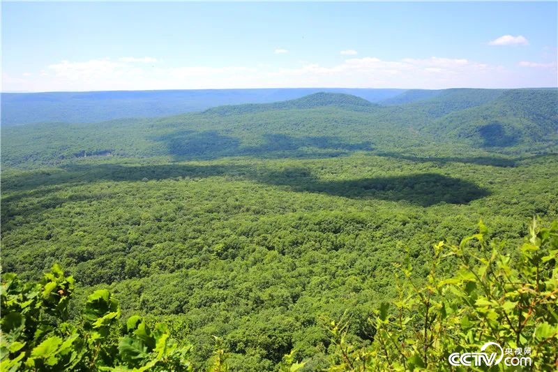 东北虎豹国家公园供图