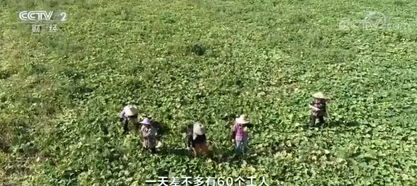 蔬菜种植基地战高温 保“菜篮子”供应华体会(图2)