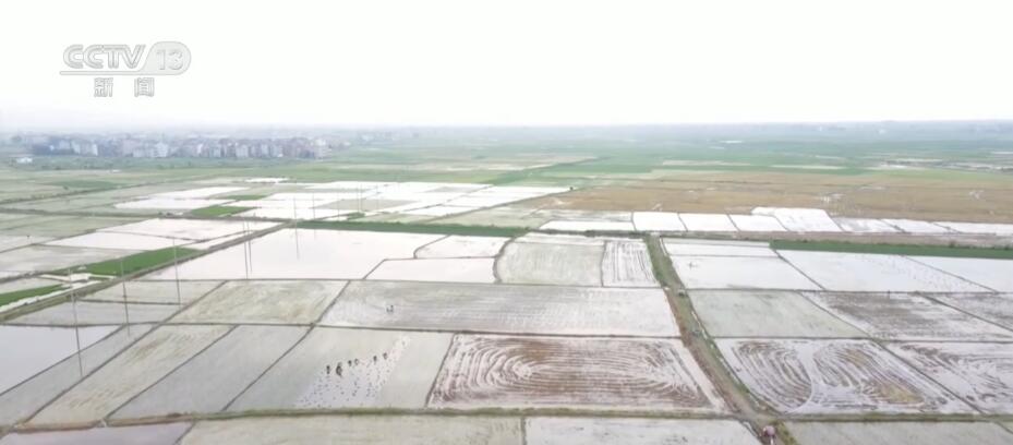 “双抢”农忙时 江西上饶260万亩晚稻栽插基本完成
