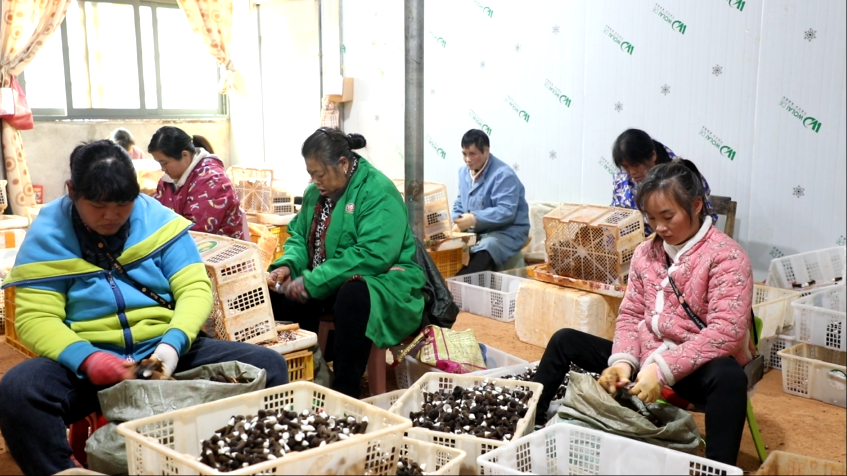 村民正将鸡枞菌打包分装(蓝春玉/摄)