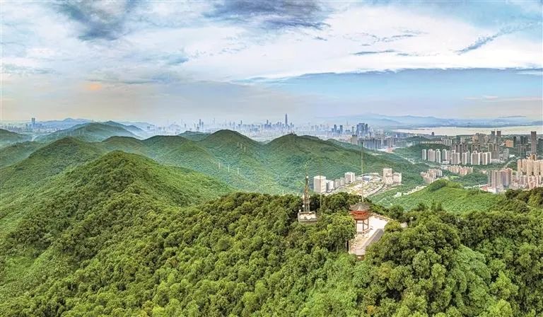 “鹏城万里”户外步道塘朗山段。图源：深圳晚报