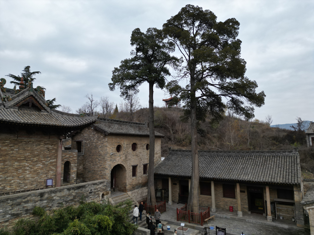 岱廟柏樹