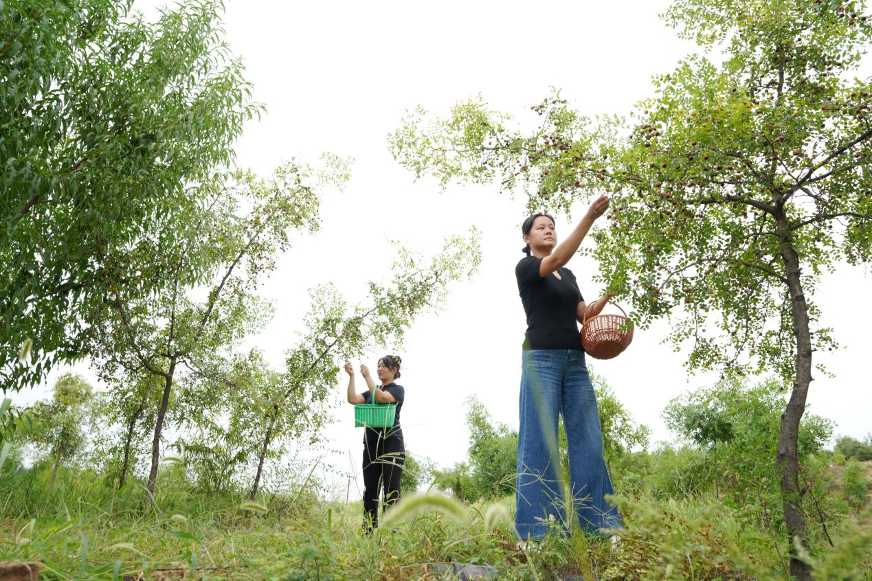 内丘县樊交台酸枣种植基地,村民在采摘酸枣。(内丘县融媒体中心/供图 )