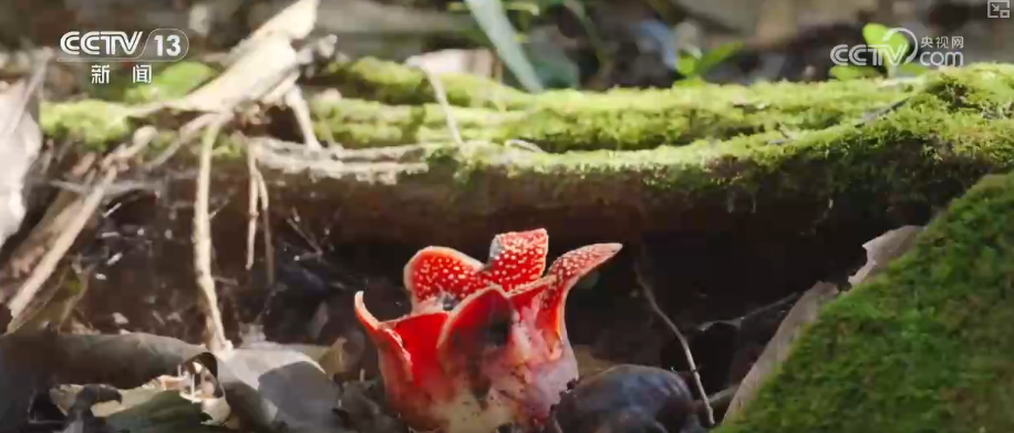 原生生态环境持续改善珍稀植物“寄生花”连续三年如期绽放(图3)