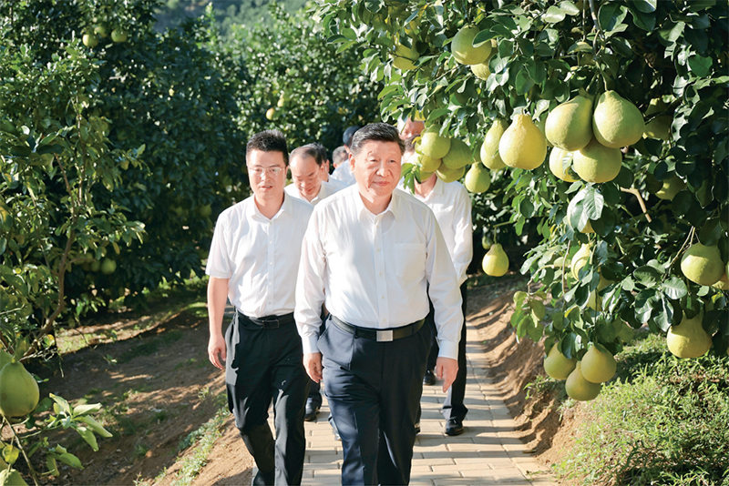 　　2025年11月7日至8日，中共中央總書記、國家主席、中央軍委主席習(xí)近平在廣東考察。這是7日下午，習(xí)近平在梅州市梅縣區(qū)雁洋鎮(zhèn)南福金柚種植基地考察。