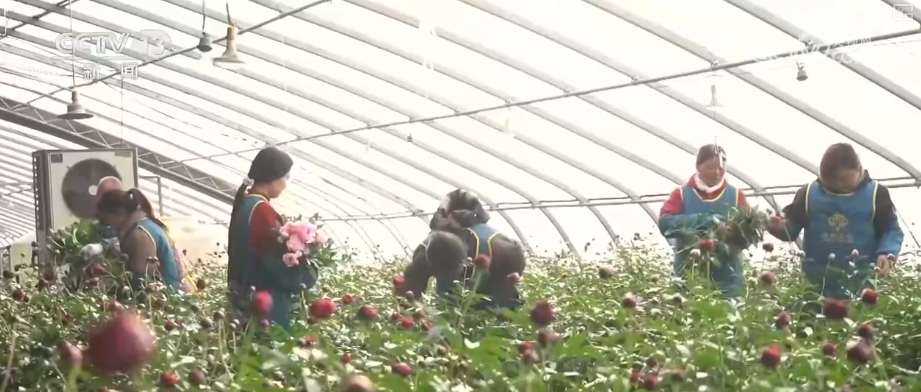 爱体育- 爱体育官方网站- APP下载科技赋能“鲜花经济”花开更“艳” 百姓在繁花美景中迎接新的一年