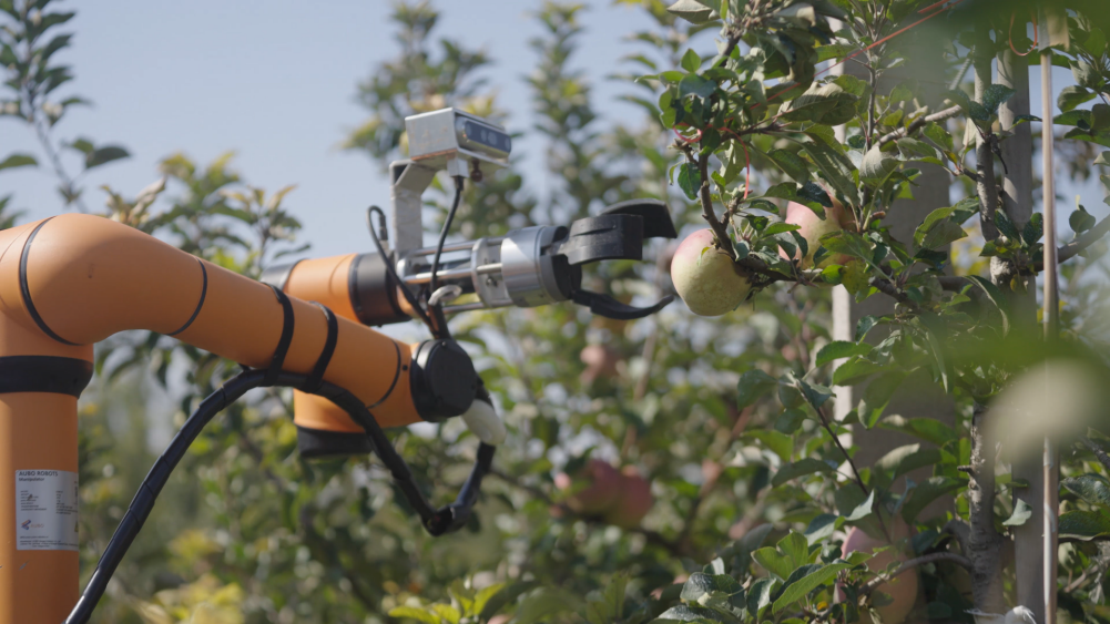 新春走基层|新农人守岁新农机巡田采摘!未来农业的春天来了(图4)