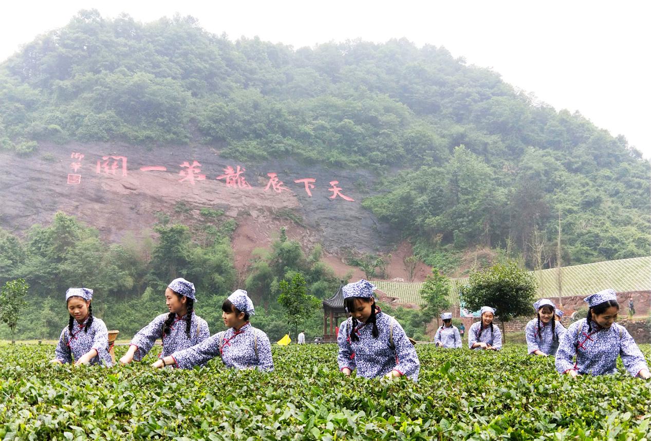 茶园采茶忙(沅陵县茶叶办 供图)