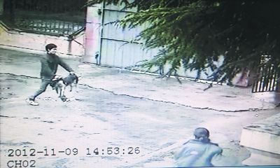 偷狗贼用麻醉枪射中看门狗 不顾阻拦抓狗逃走