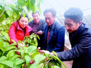 欧美大樱桃,花开三九天果结正月里