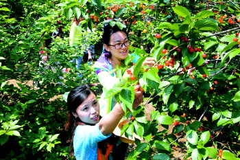 文登樱桃节告别官办时代
