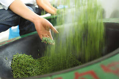 饮罢浮花清香味〔寻访中国十大绿茶之八〕