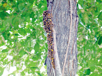 冰城行道树虫卵令人密集恐惧