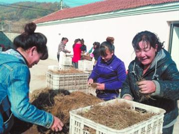 宽甸小山珍走上国际大市场