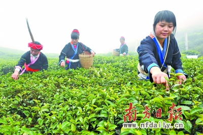 连南拟把茶产业发展为特色支柱产业