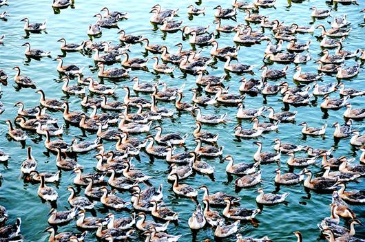 图文:村民办起大雁养殖场