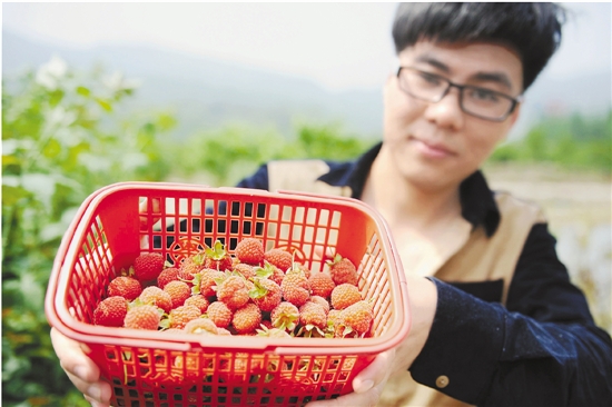 栽种覆盆子吸引游客来