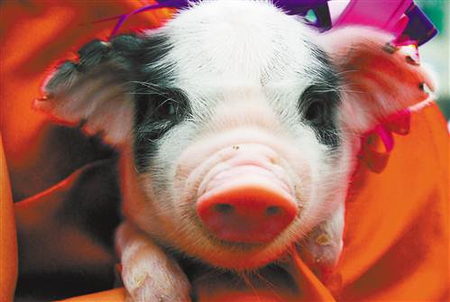 荣昌猪重新成为餐桌主角