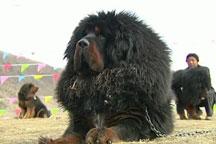 Tibetan mastiff competition held in Yushu