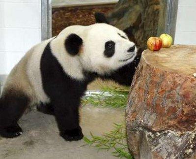 Funi, a three-year-old female giant panda, looks at fruits in its new enclosure at Adelaide Zoo in the South Australia state November 28, 2009. Australia welcomed on Saturday two giant pandas from China. Zookeepers said they hope they will become the first breeding pair in the southern hemisphere. 