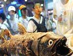 Le poisson le plus vieux du monde