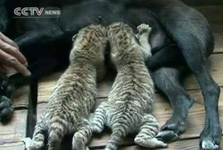 Officials at an east China zoo say two rare cubs, born to a male lion and a female tiger, are being nursed back to health by a kindly dog. She took over the nurturing duties, after the baby felines were abandoned by their mother.