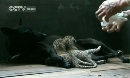 Officials at an east China zoo say two rare cubs, born to a male lion and a <br>female tiger, are being nursed back to health by a kindly dog. She took over <br>the nurturing duties, after the baby felines were abandoned by their mother.