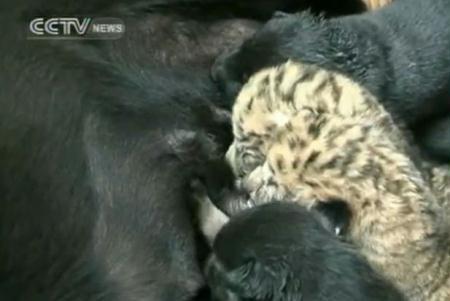 Officials at an east China zoo say two rare cubs, born to a male lion and a <br>female tiger, are being nursed back to health by a kindly dog. She took over <br>the nurturing duties, after the baby felines were abandoned by their mother.