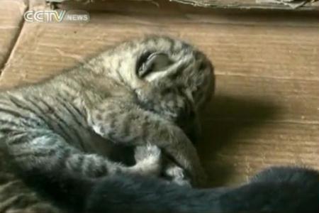 Officials at an east China zoo say two rare cubs, born to a male lion and a <br>female tiger, are being nursed back to health by a kindly dog. She took over <br>the nurturing duties, after the baby felines were abandoned by their mother.
