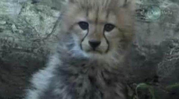 Three&nbsp;cheetah&nbsp;cubs&nbsp;are&nbsp;mesmerizing&nbsp;visitors&nbsp;at&nbsp;a&nbsp;Japanese&nbsp;zoo&nbsp;following&nbsp;their&nbsp;debut&nbsp;last&nbsp;weekend.