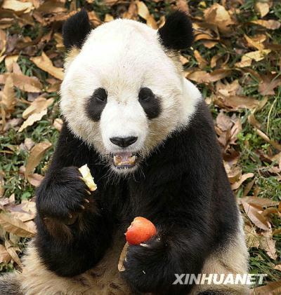 A young giant male panda, who became a major attraction after his birth at Washington's National Zoo, will leave for China early next year.
