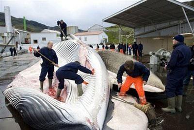 Whalers cut open a 35-tonne Fin whale in June 2009, one of two fin whales caught aboard a Hvalur boat off the coast of Hvalfjsrour, north of Reykjavik, on the western coast of Iceland. (AFP/File/Halldor Kolbeins)