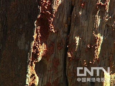 精油品牌排行及价格_世界企业家发布2022年亚洲10大超级豪宅排行榜印度安蒂拉、香港尼...