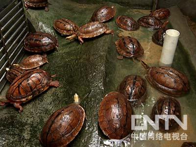 cctv<em>致富</em>经视频全集_cctv+7<em>致富</em>经视频_cctv致