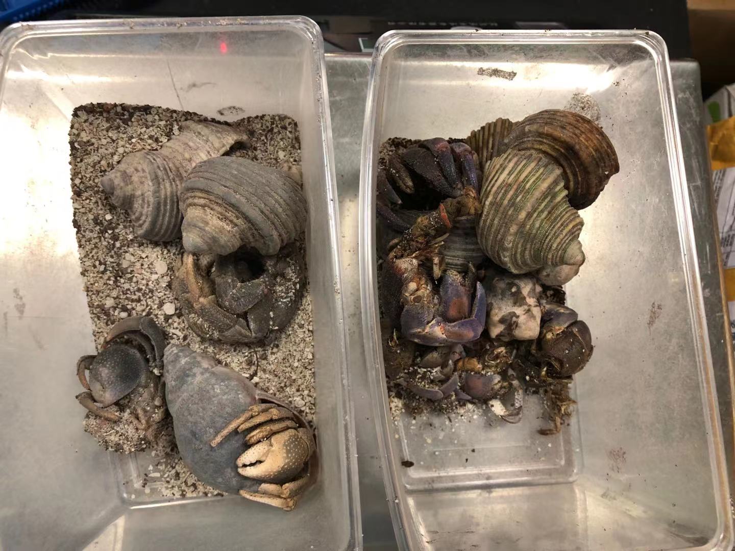 活体动物以文具名义谎报进境广州海关查获寄居蟹16只