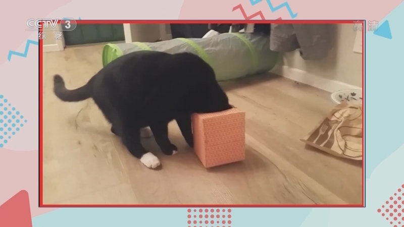 艺览天下]惊喜扭扭看：好奇害死猫