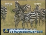 东非野生动物迁徙先锋抵达肯坦边境