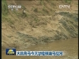 大批角马今天涉险横渡马拉河
