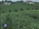 【喜迎十八大 走基层·行进中国】贵州凤冈：摆脱贫困的生态之路