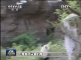 熊猫“小礼物”亮相  “粉丝”排队睹风采