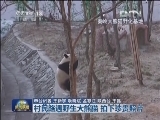 村民路遇野生大熊猫 拍下珍贵照片